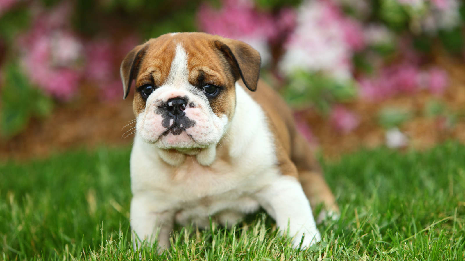 English Bulldog puppies for sale in Phoenix, AZ | Puppies.com, image size:1600x900