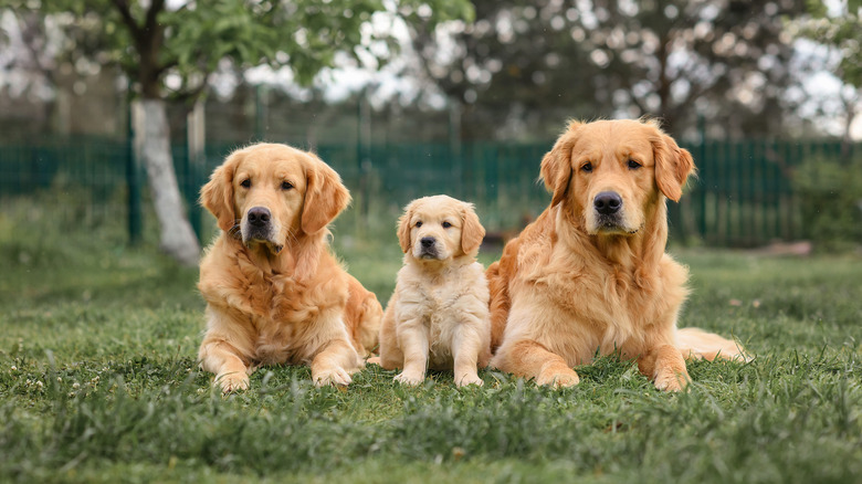 Three golden retrievers sit together on a lawn.