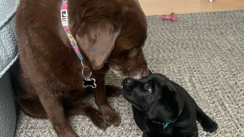 Two English labs named Ruby and Gordie on TikTok are fast friends despite their age difference.