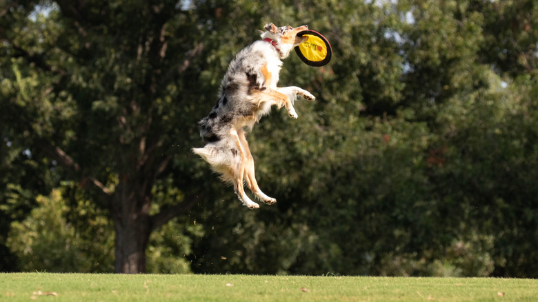 Border collie jumping high to catch frisbee