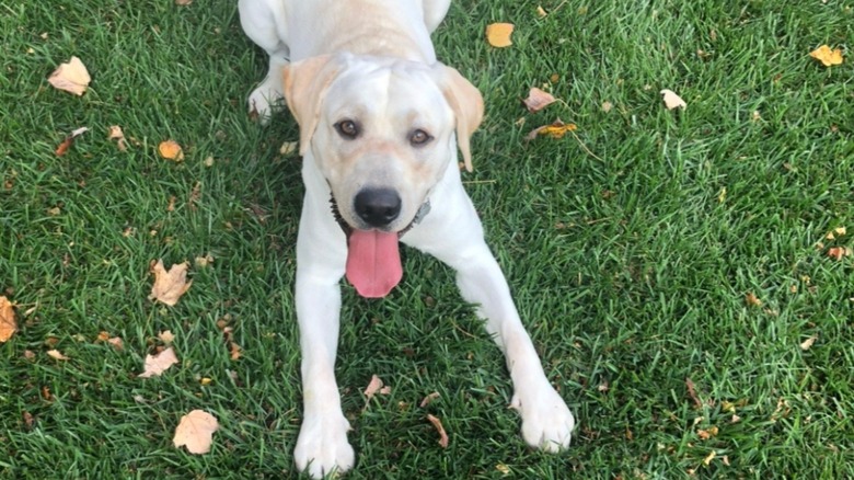 A happy golden Labrador named Jonesy lying on the grass outside