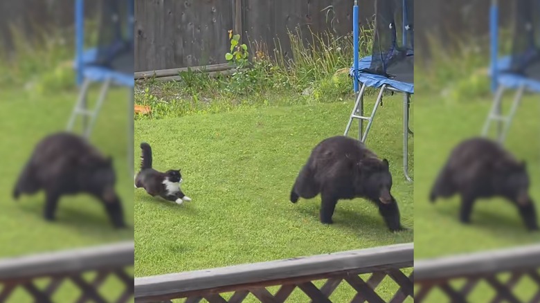 Black cat chases black bear in backyard.