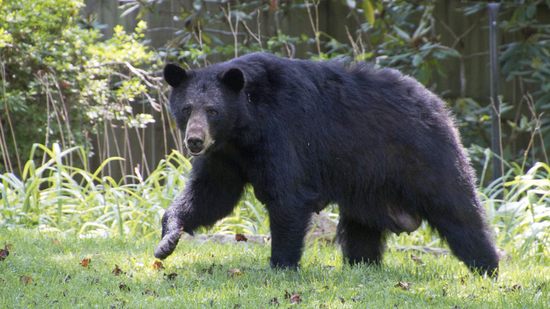 Black bear wanders around in a backyard on a sunny day.