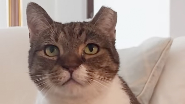 Cat-hating cat named Karen staring at TV.