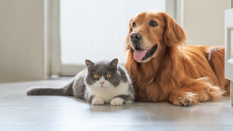 A cat and a dog lying down next to each other.