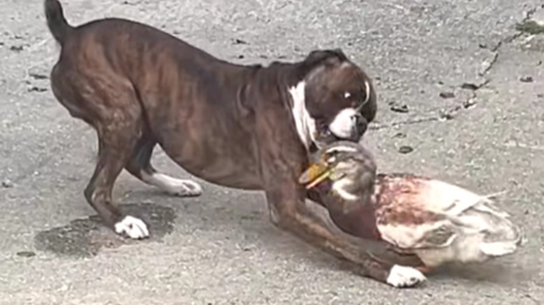 A boxer dog wrestling a duck.