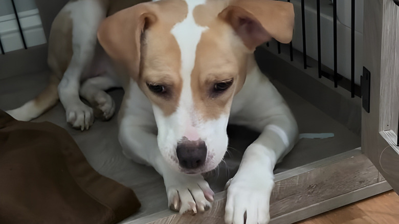Fearful-looking dog sitting in a crate