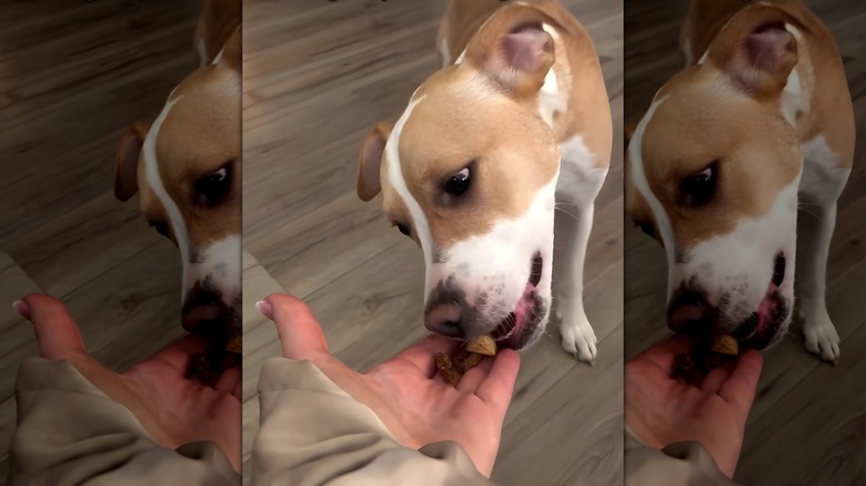 Dog eating treats out of a person's hand