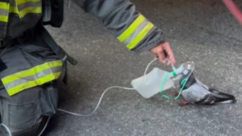 A kneeling firefighter giving oxygen to a pigeon.