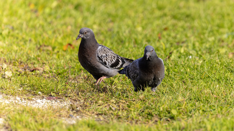 Two black pigeons standing in a grassy areas.
