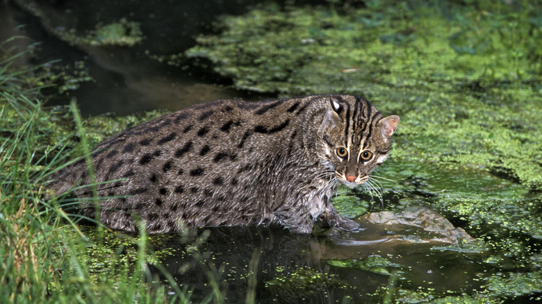 Fishing Cat entering water.
