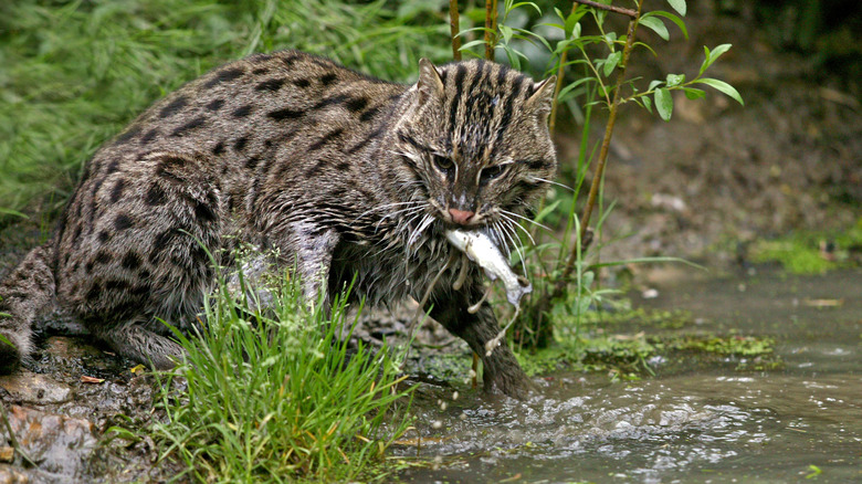 Fishing cat, standing in water, with fish in its mouth.