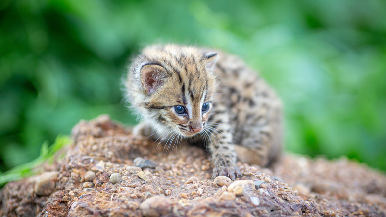 Close up of a baby fishing cat.