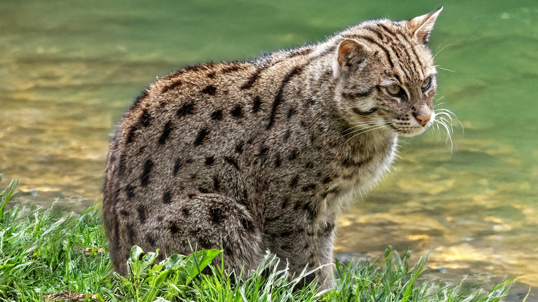 Fisher cat sitting on edge of riverbed