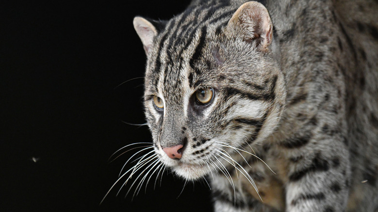 A medium sized fishing cat.