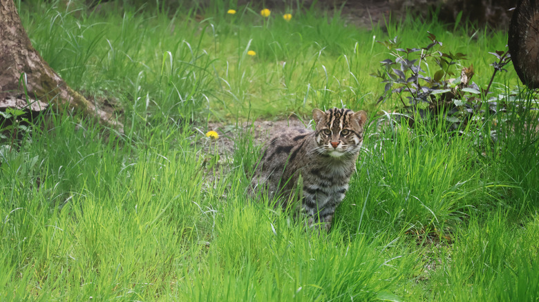 A fishing cat creeping through vegetation.