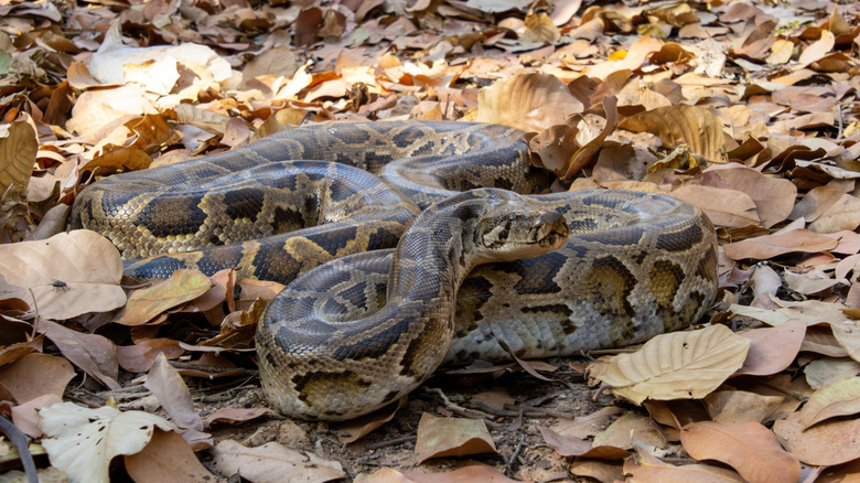 A large Burmese python semi-camouflaged among leaves