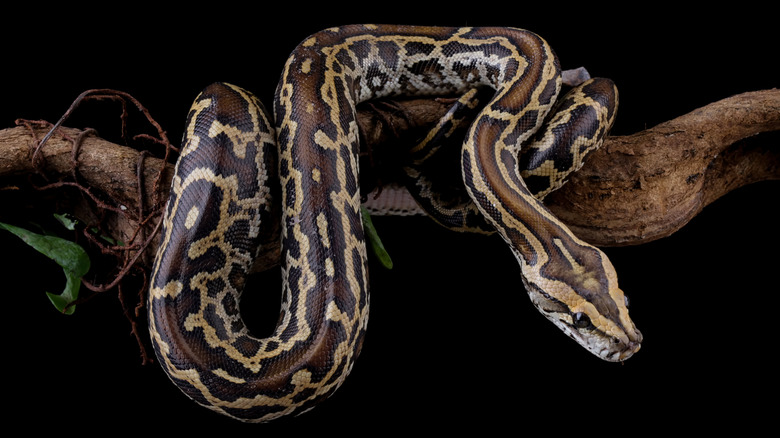 A close up shot of the Burmese python wrapped around a branch with a black background