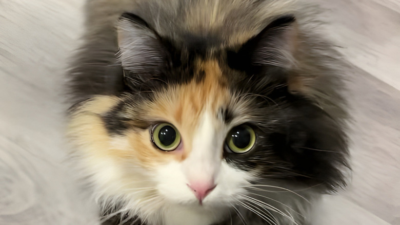 Close-up of fluffy calico cat with big eyes