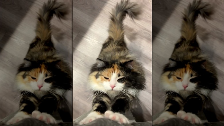 Fluffy calico cat doing a big stretch on her owner's leg