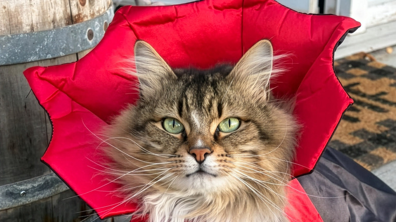 Fluffy cat dressed up like Count Dracula