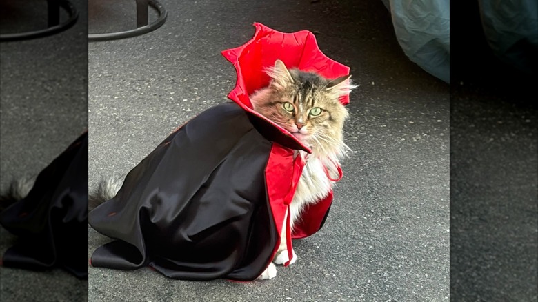 Fluffy cat dressed up like Count Dracula