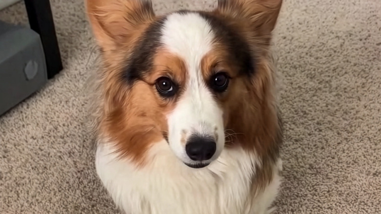 Close-up of corgi
