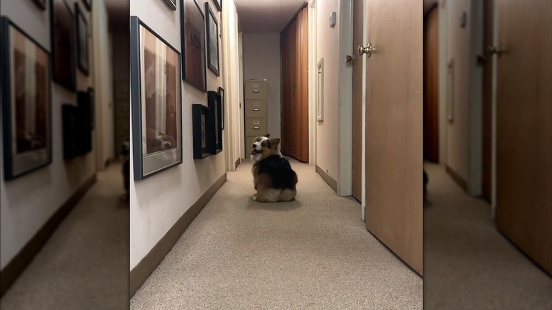 Happy-looking corgi glancing back at the camera