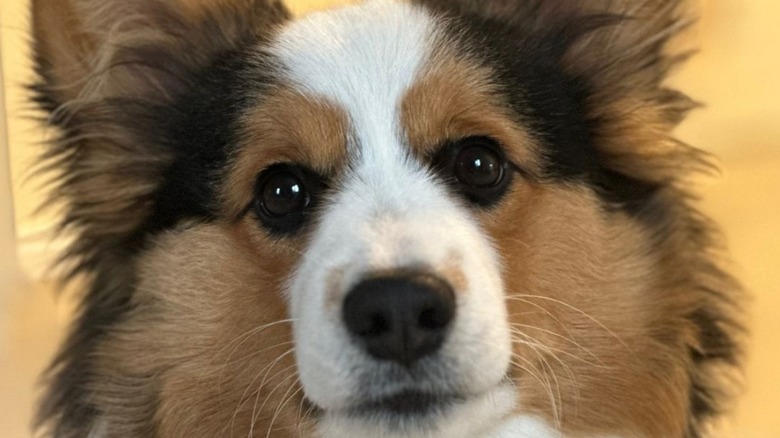 Walnut, a fluffy corgi, posing for a photo