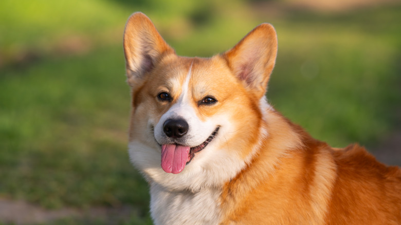 A Pembroke Welsh Corgi sitting outside with its tongue out