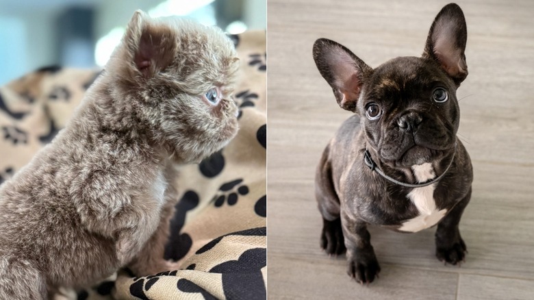 Ruxpin the gray Frenchie on the left and a standard black French bulldog on the right