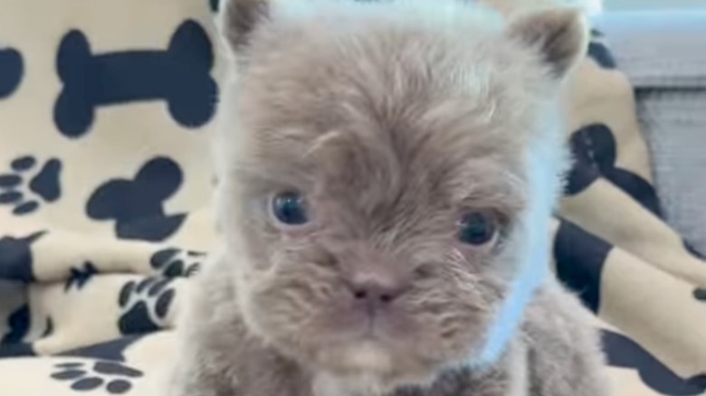 Frenchie Bulldog puppy has Teddy Ruxpin coat
