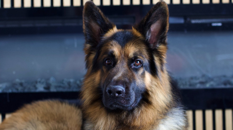 Chester the German shepherd