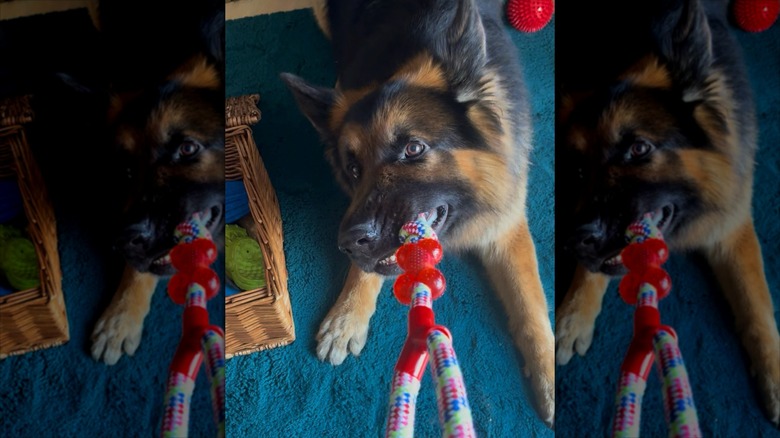 German Shepherd tugs on toy