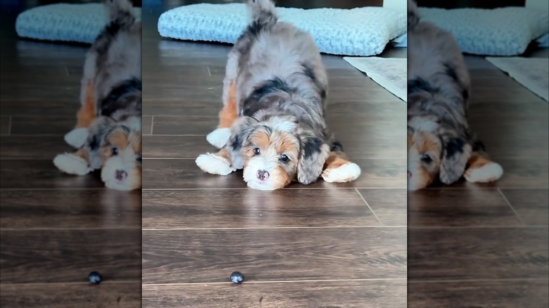 Mini Bernedoodle playfully eyeing a blueberry on the floor