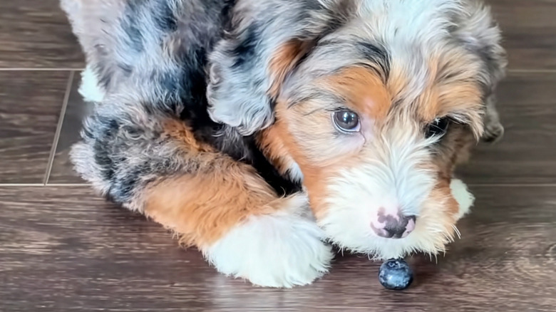 Mini Bernedoodle eyeing a blueberry on the floor