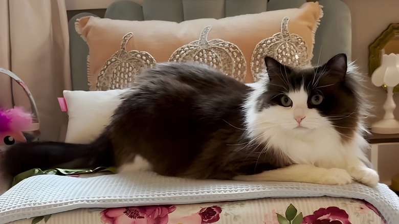Ragdoll cat lying on a miniature bed