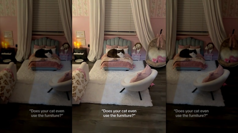 Ragdoll cat in her lavish bedroom