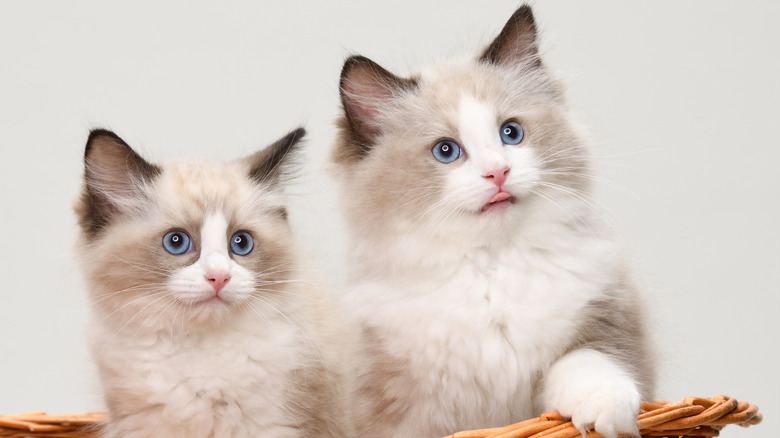 Two ragdoll kittens sit in a wicker basket.