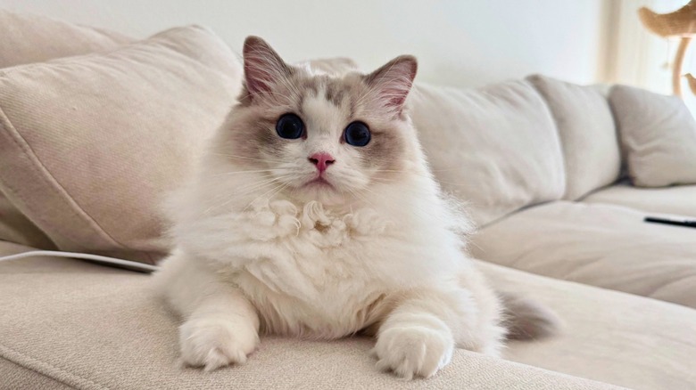White fluffy haired ragdoll lays on a light tan couch