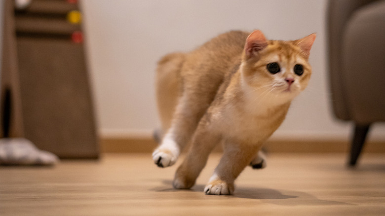 Cute cat gets the zoomies in the house.
