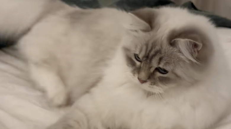 Fluffy Ragdoll Kitten Gets The Cutest Zoomies Before Bed & Everyone Is Smitten