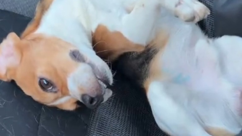 Beagle dog waiting next to glass door close up view.