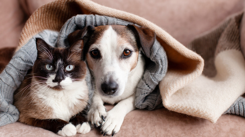 Cat and dog lying down together on a couch under a blanket.
