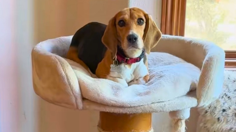 Beagle sits like a cat in a cat tree.