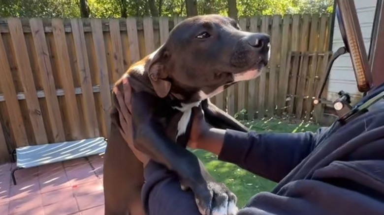 Chocolate brown puppy with floppy ears is held by someone outside in a fenced-in yard.