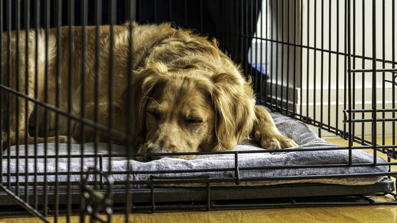 A golden retriever sleeping in a crate.