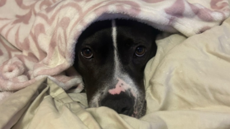 A black-and-white dog huddled under lots of blankets.