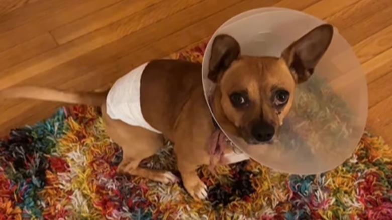 Chihuahua with cone on his head and wearing diaper