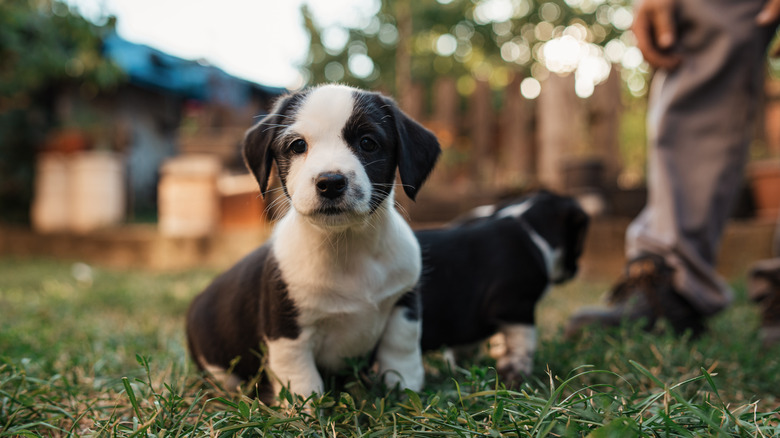 Black and white puppy stars ahead in the backyard as its sibling faces the opposite direction.